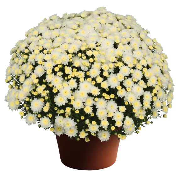 Chelsey™ White