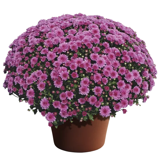 Wanda™ Lavender