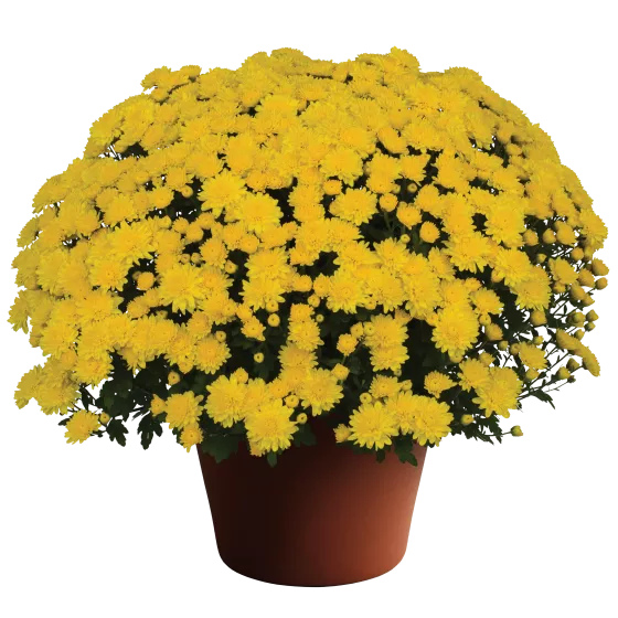 Wilma™ Yellow