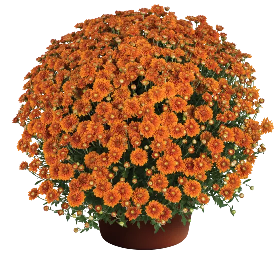Hannah Orange | Syngenta Flowers