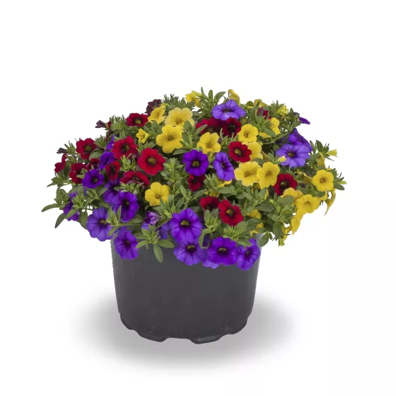 Callie® Color Wheel™ Mix