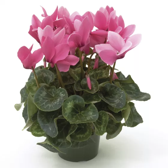 Sierra™ Synchro Rose