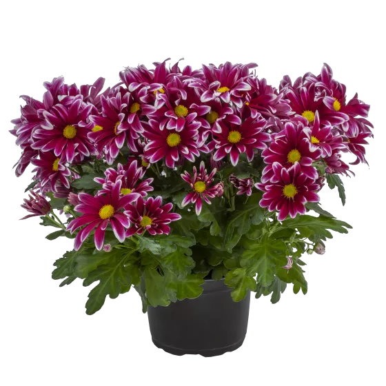 Nantucket™ Purple Bicolor | Syngenta Flowers