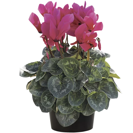 Sierra™ Synchro Deep Rose