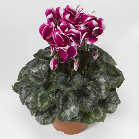 Sierra™ Shine Purple