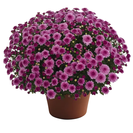 Cheryl™ Pink