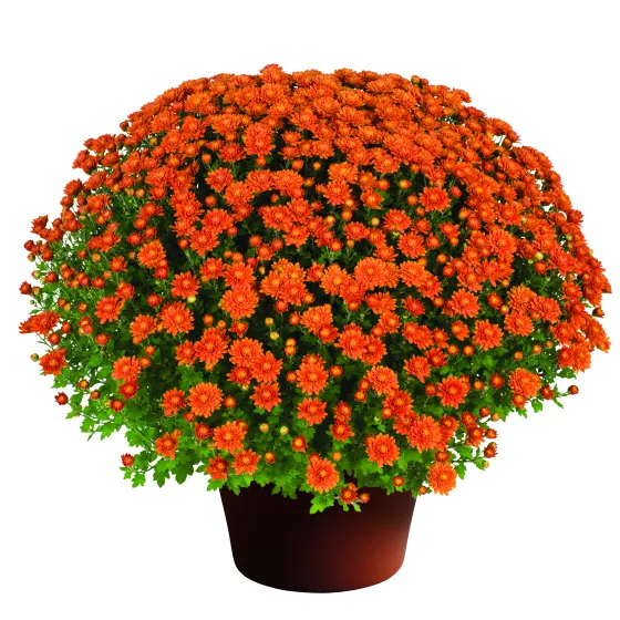 Nikki™ Orange