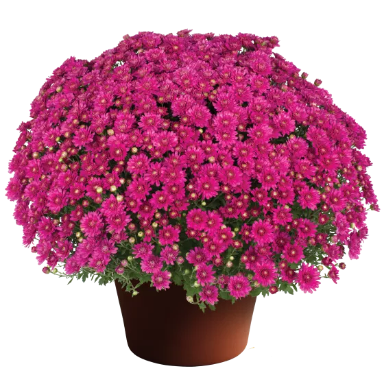 Nikki™ Dark Pink