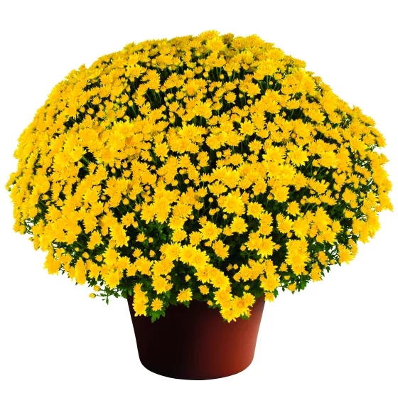 Makayla™ Yellow | Syngenta Flowers