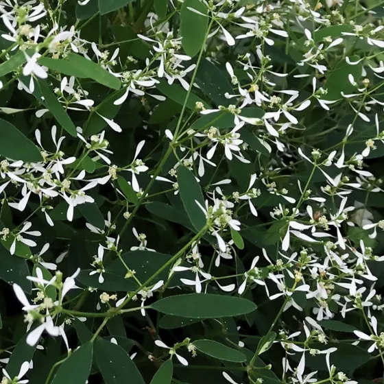 Euphoric™ White