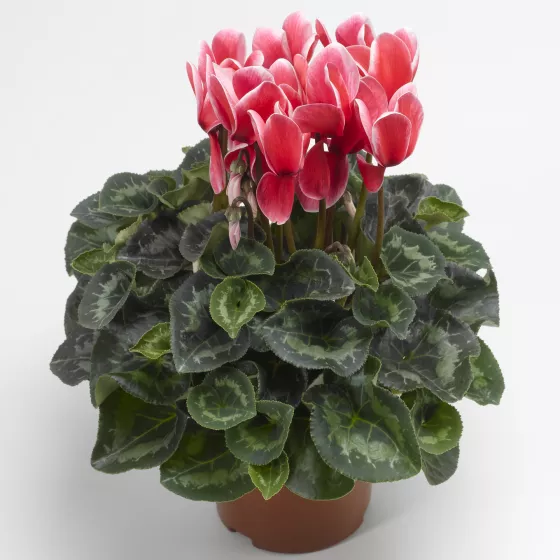 Sierra™ Shine Scarlet