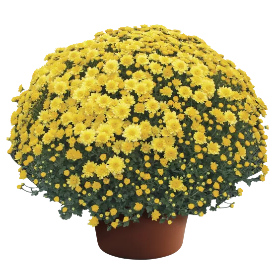 Chelsey™ Yellow