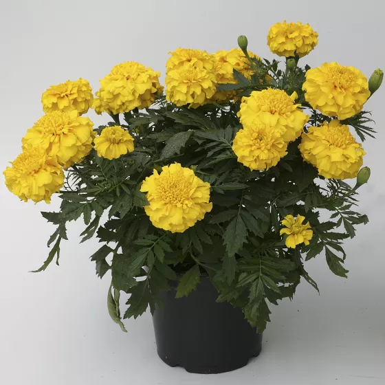 Zenith™ Yellow