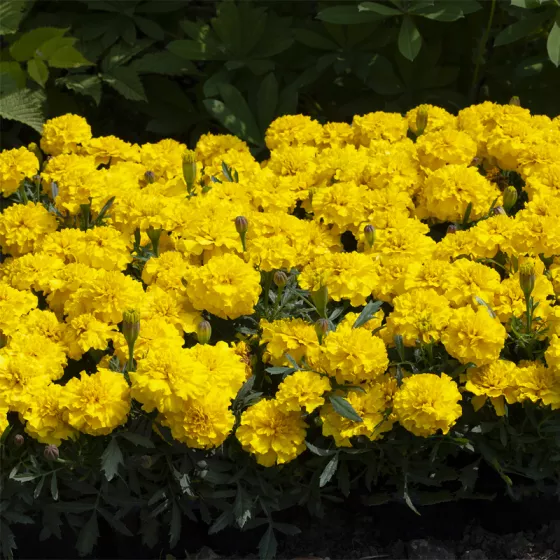 Happy™ Yellow