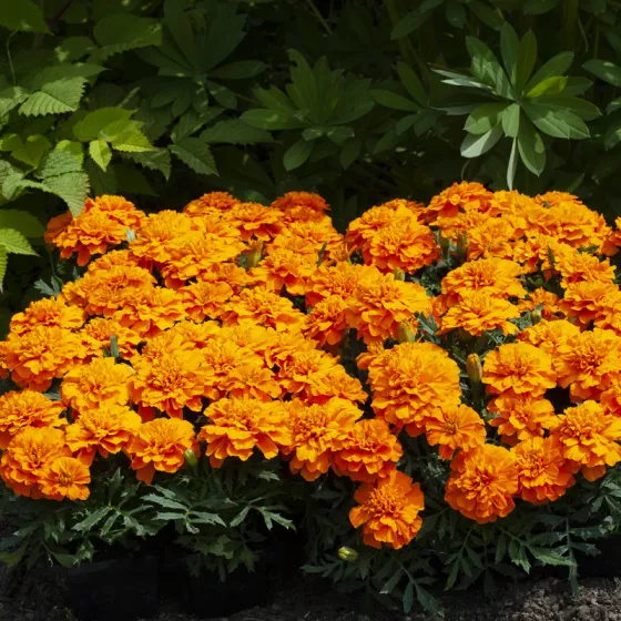 Happy™ Orange