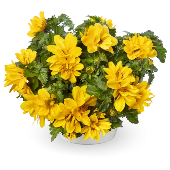 Brazen™ Happy Sun