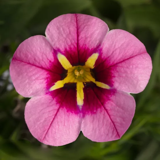Callie® Hot Pink Spark