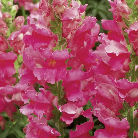 Liberty Classic™ Rose Pink