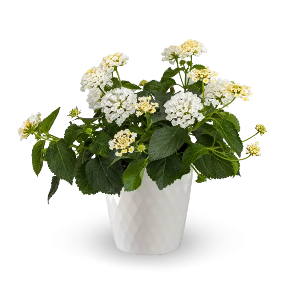 Bandolero™ White