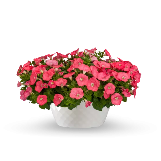 Sanguna® Coral