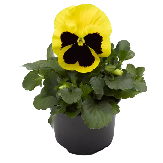 Delta™ Pro Yellow with Blotch