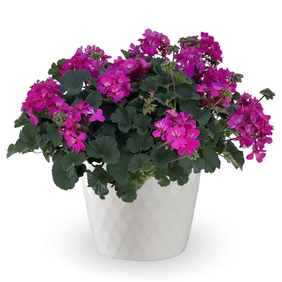 Mantra™ Pink