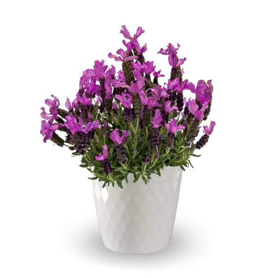 Javelin™ Compact Purple | Syngenta Flowers