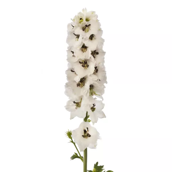Delphina™ White Black Bee