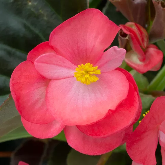 Bionic™ Bronze Leaf Rose