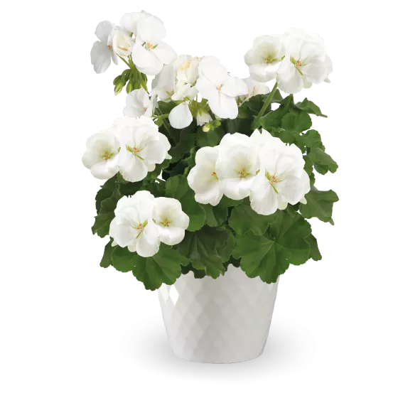 Calliope® Medium White
