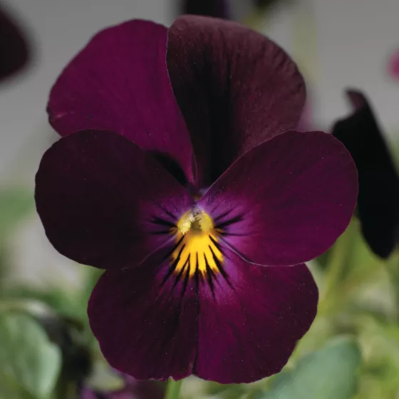 Endurio® Pure Violet