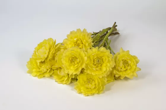 Collection Moon Lady Yellow