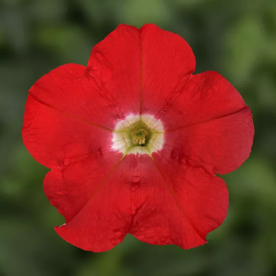 FlashForward™ Red