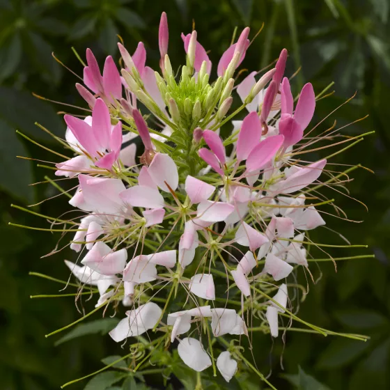 Sparkler™ 2.0 Blush | Syngenta Flowers