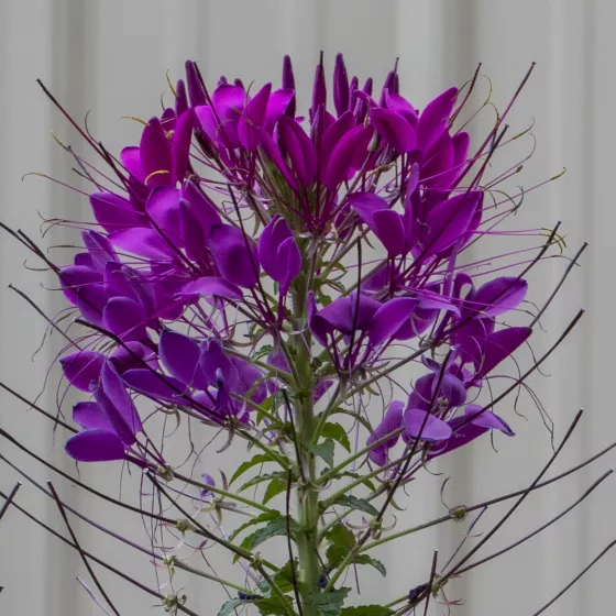 Sparkler™ 2.0 Purple