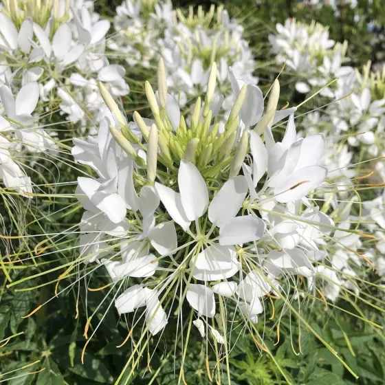 Sparkler™ 2.0 White
