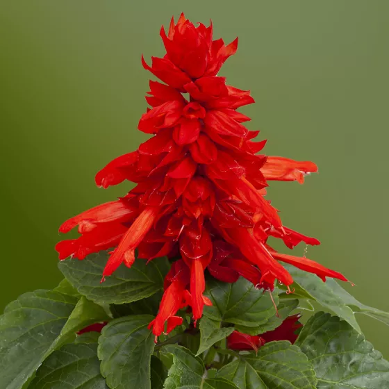 Mojave™ Red