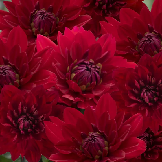 Karma Amora Bright Scarlet