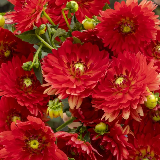 Karma Irene Red Orange | Syngenta Flowers