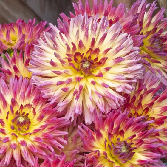Karma Sangria Pink Yellow Bicolor