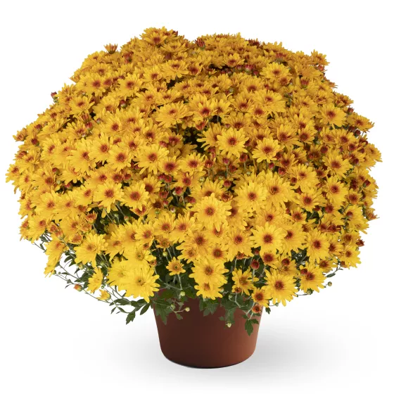 Ellen™ Golden Bicolor