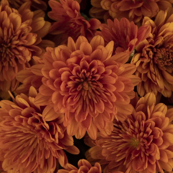 Dorothy™ Bronze | Syngenta Flowers