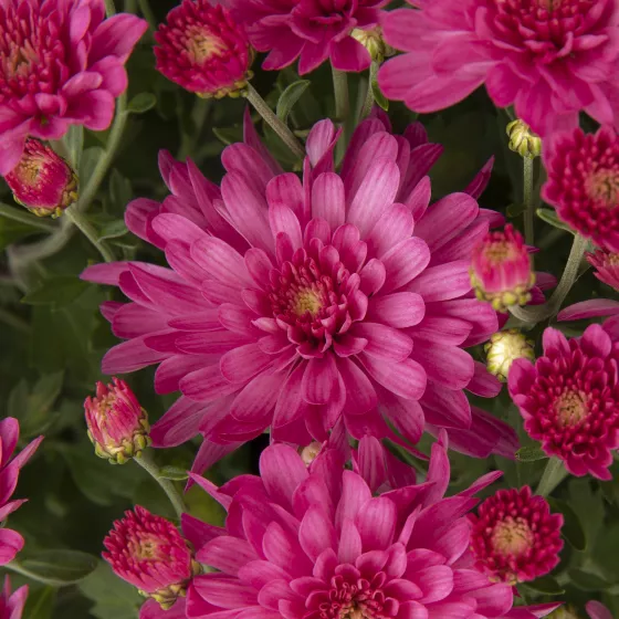Pamela™ Pink
