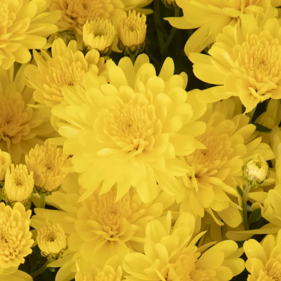 Pamela™ Yellow