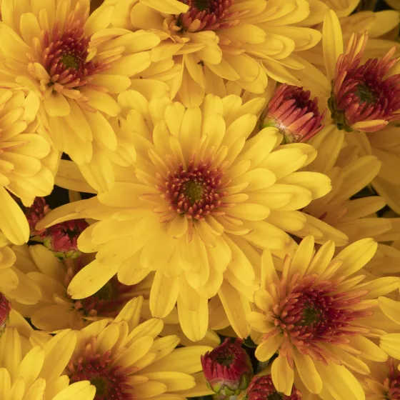 Ellen™ Golden Bicolor