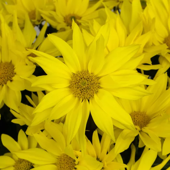 Grandview™ Yellow