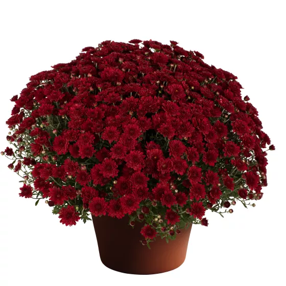 Mila™ Red