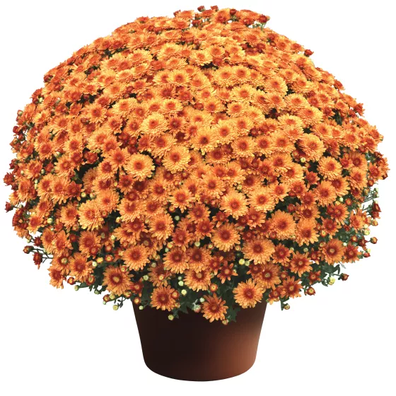 Beverly™ Orange