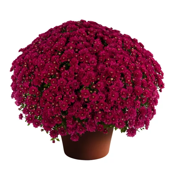 Wanda™ Purple