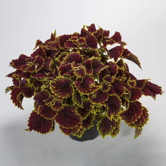 Talavera™ Burgundy Lime